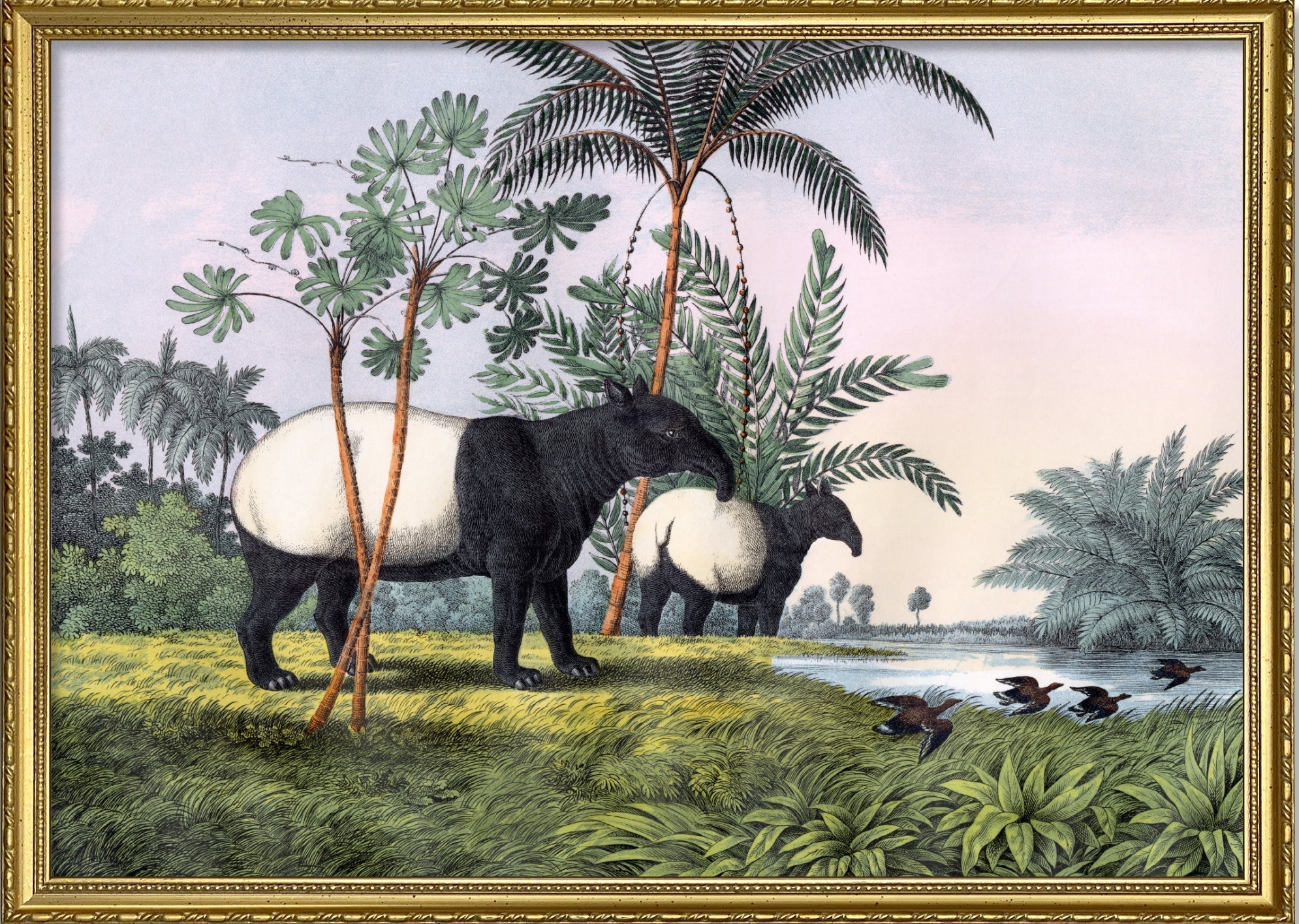 Malay Tapir