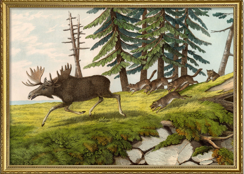 Moose