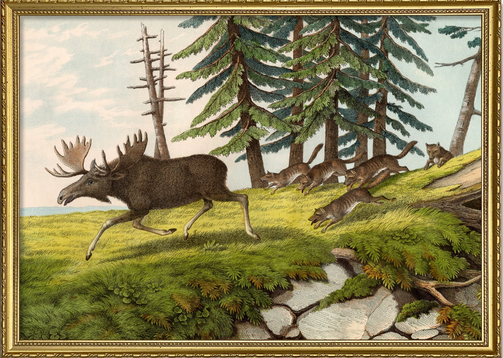 Moose