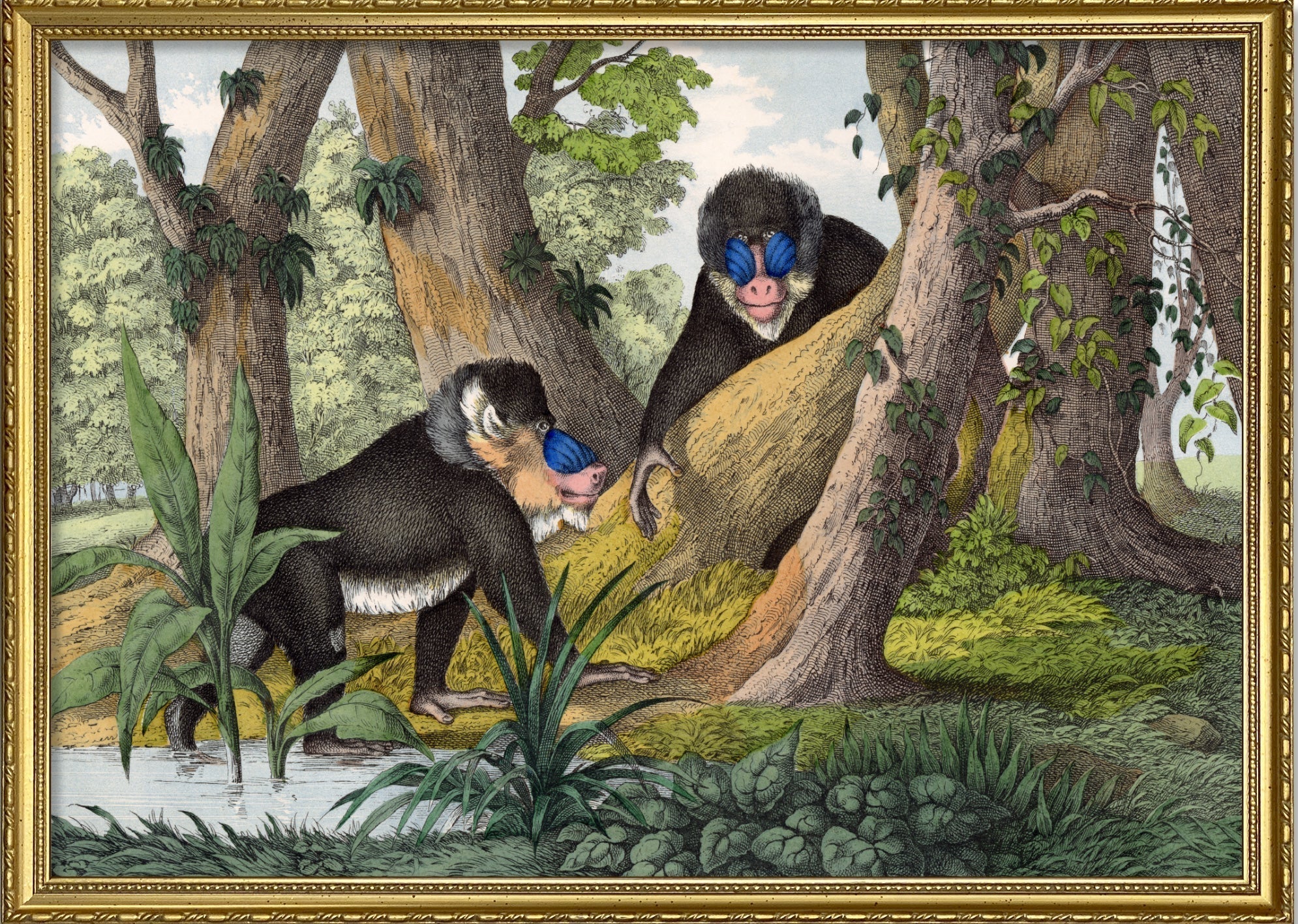 Mandrill