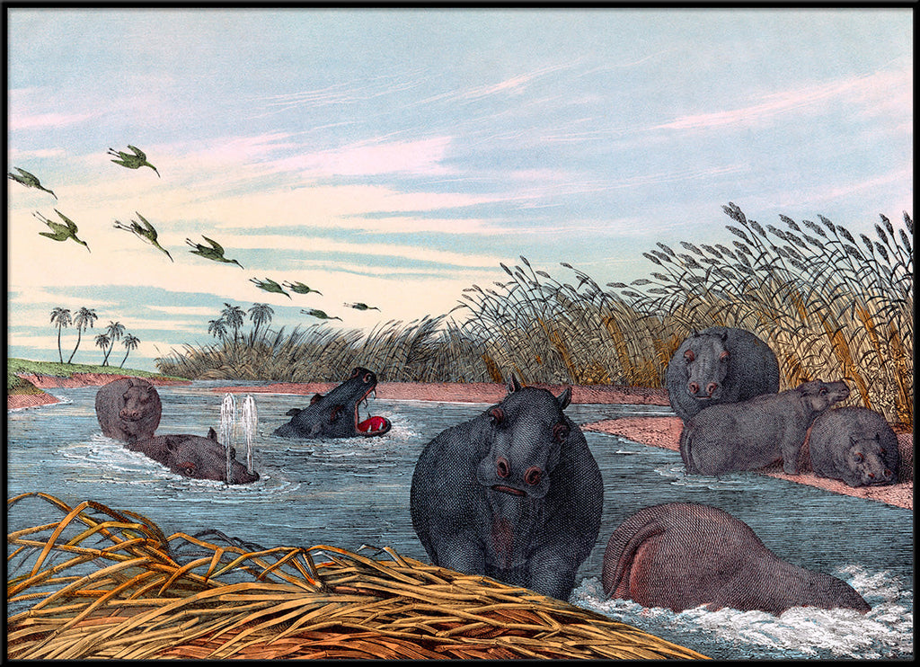 Hippopotamus