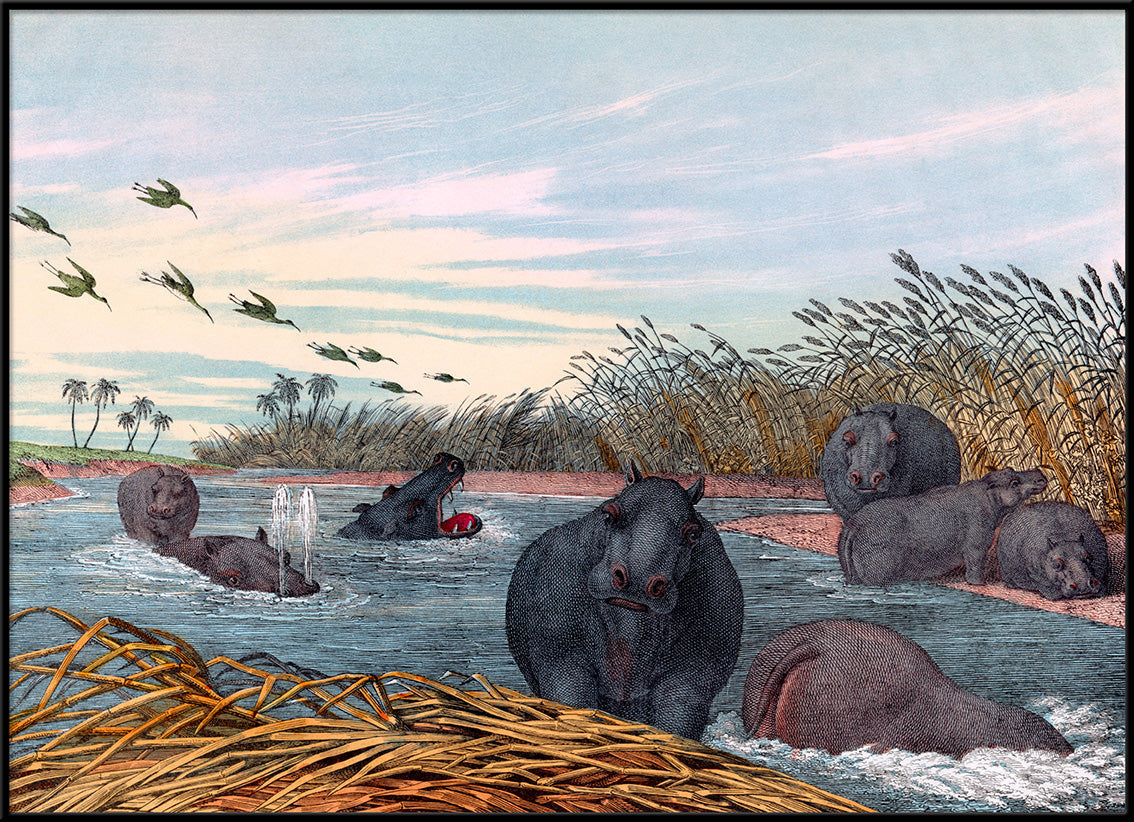 Hippopotamus