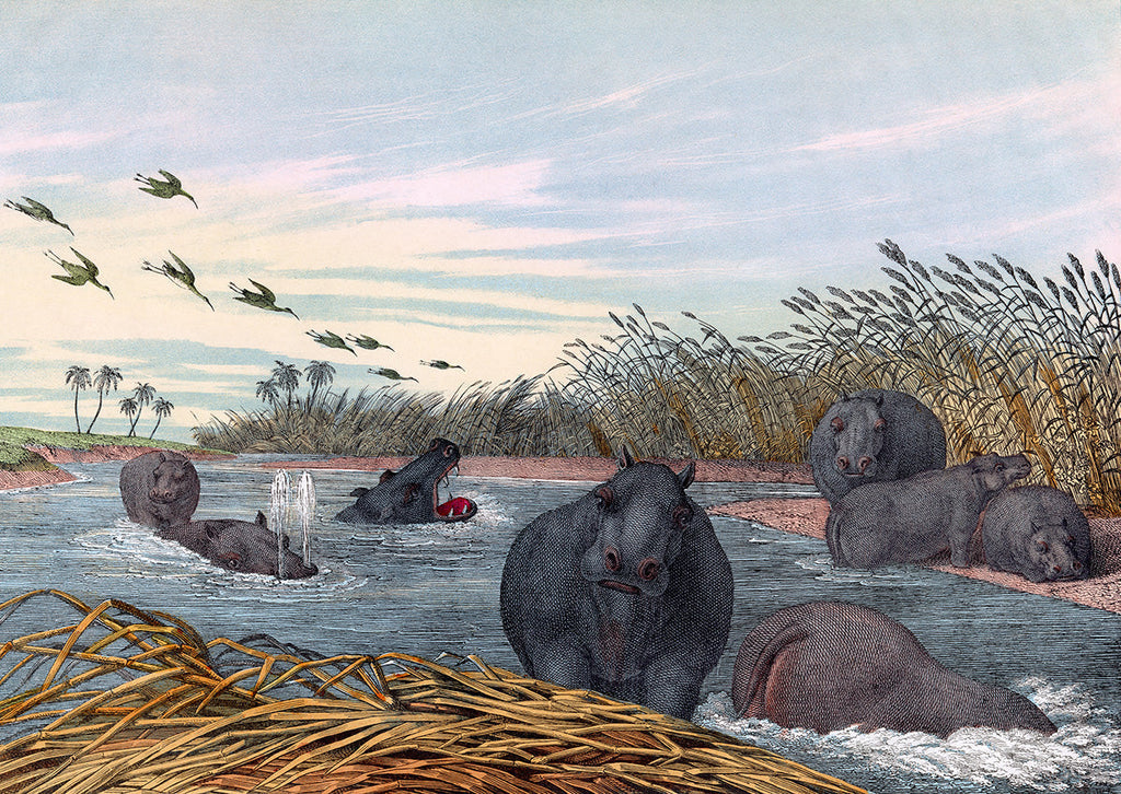 Hippopotamus