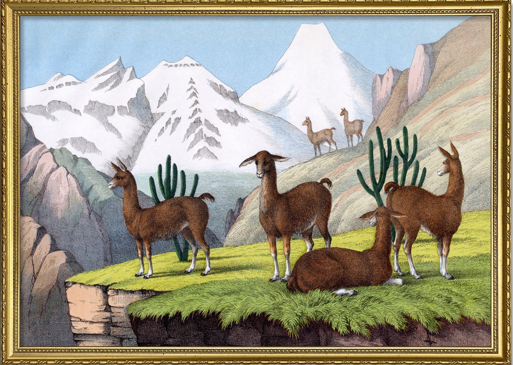 Llama