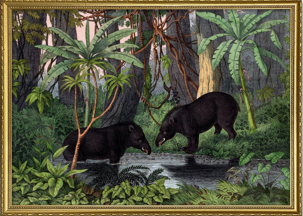American Tapir
