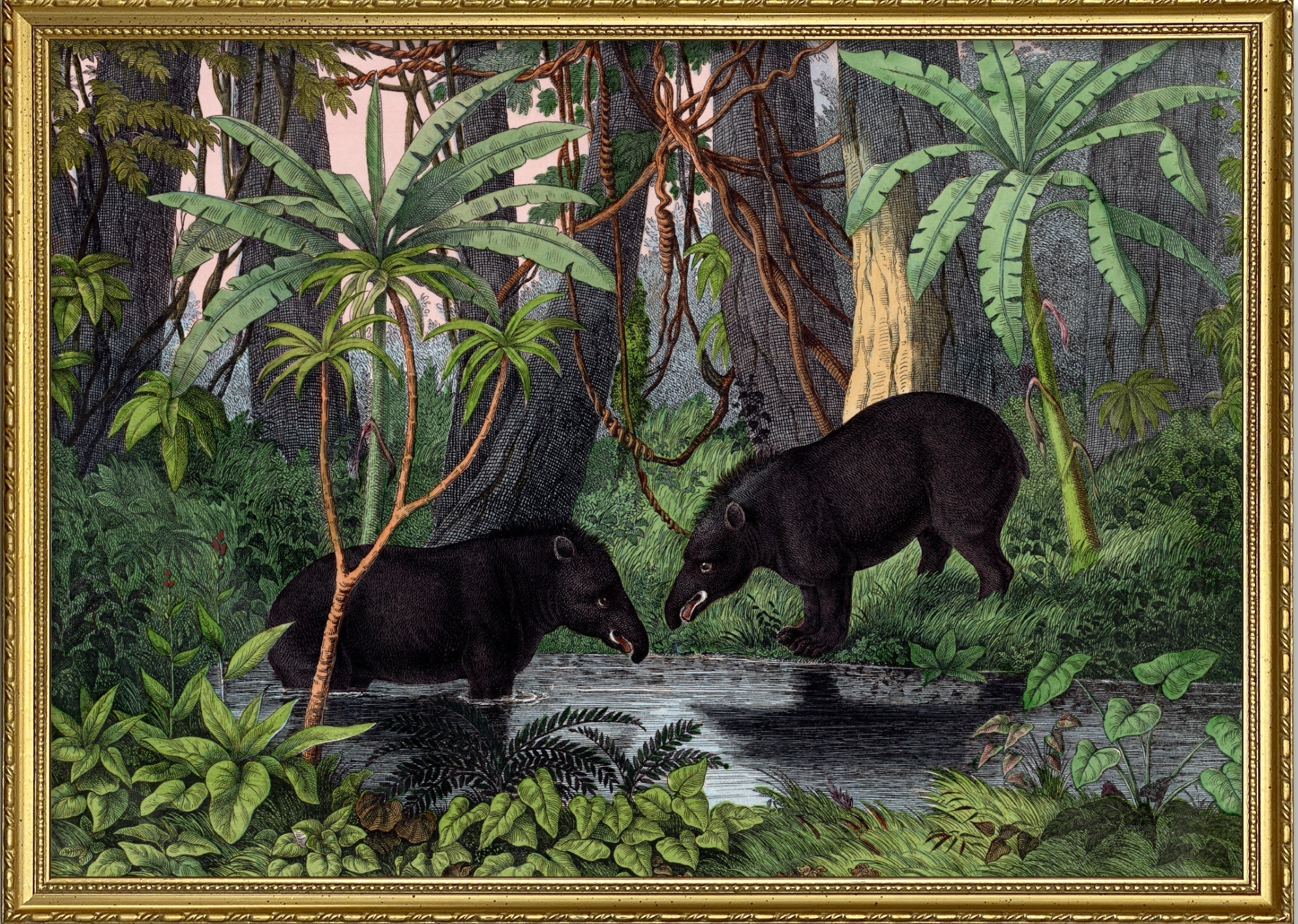 American Tapir