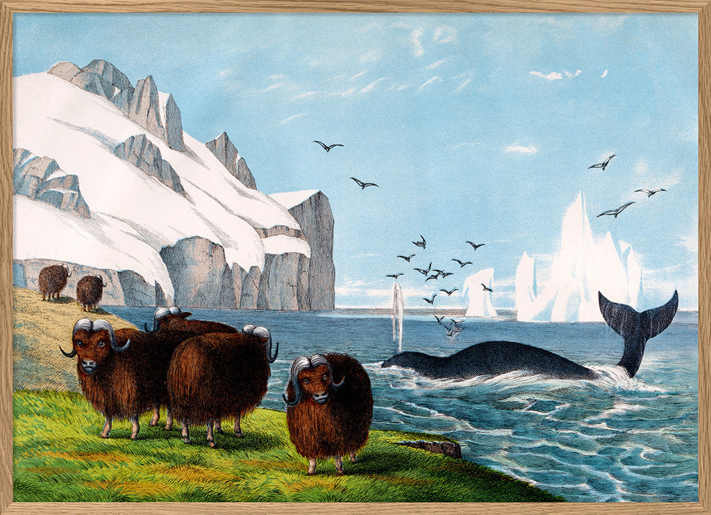 Musk Ox