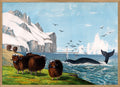 Musk Ox