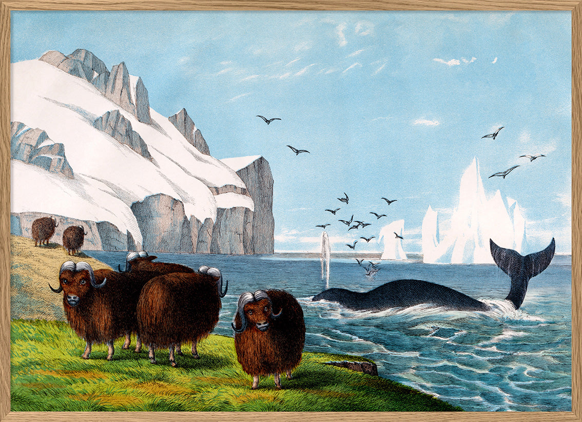 Musk Ox