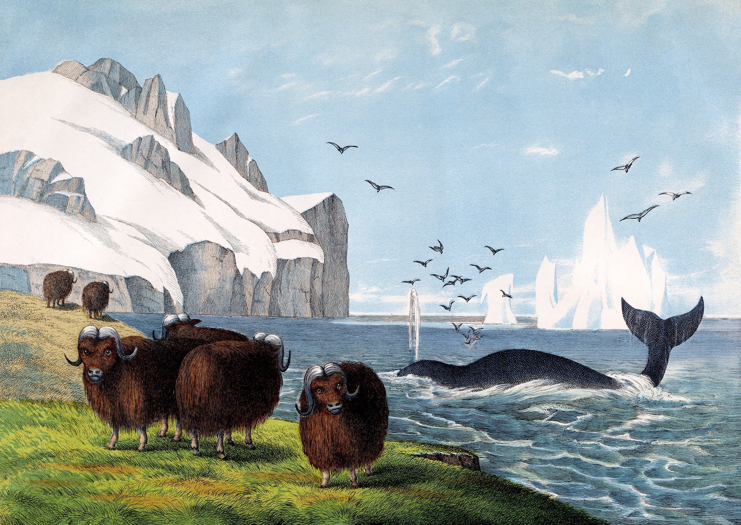 Musk Ox
