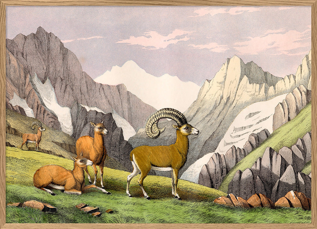 Ammon