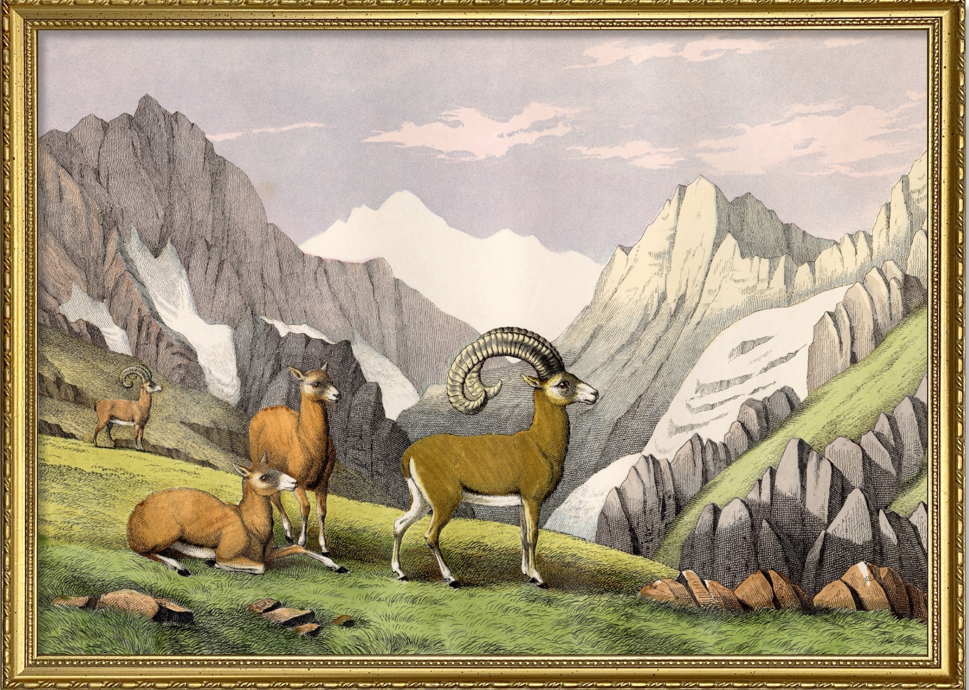 Ammon