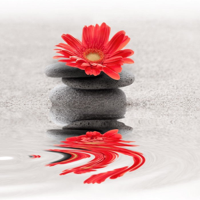 Gerbera reflections
