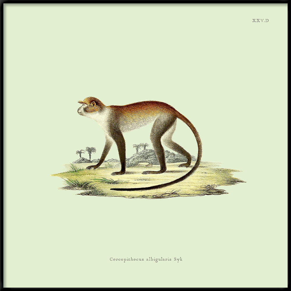 Monkey no 1