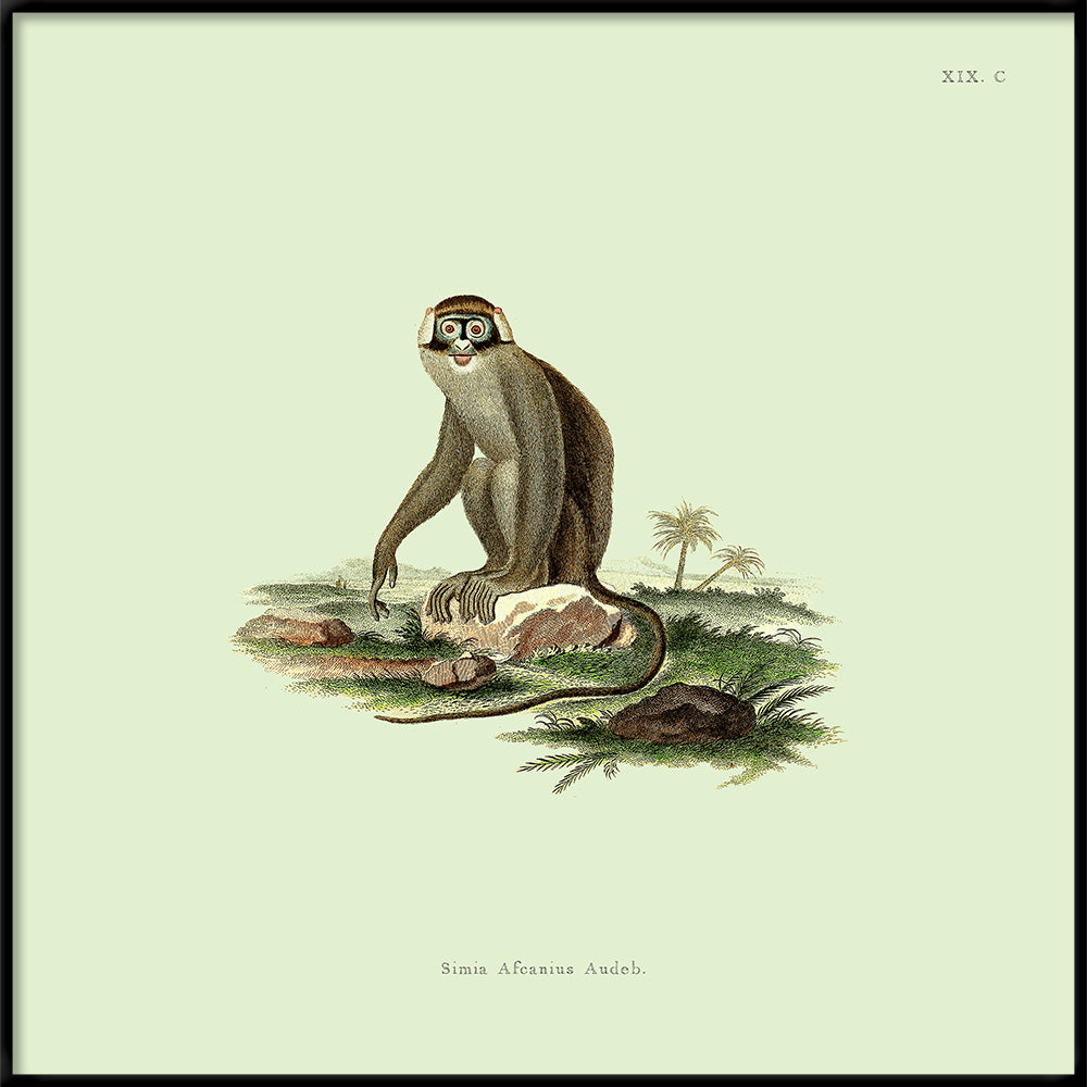 Monkey no 2