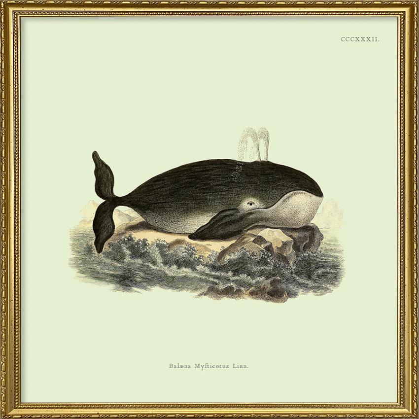 Whale