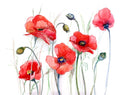 Delicate poppies