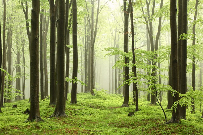 Spring beech forest