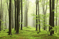 Spring beech forest