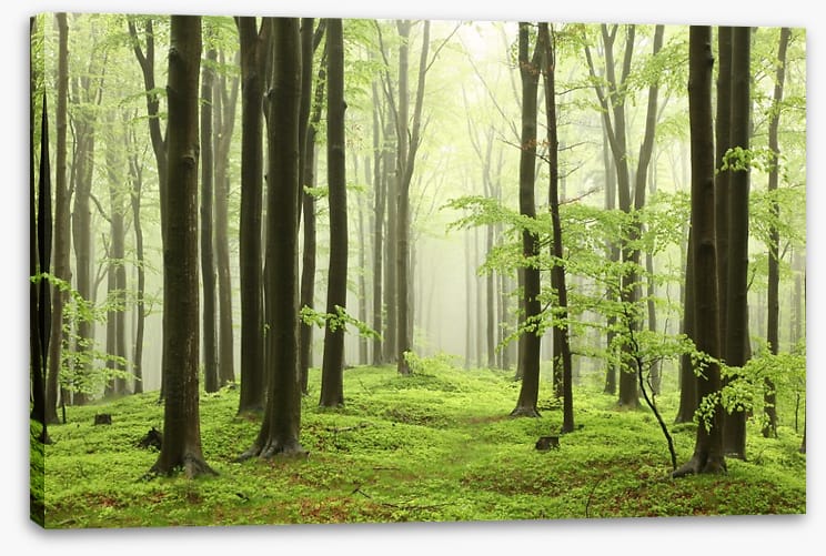 Spring beech forest