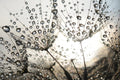Dandelion dew drops