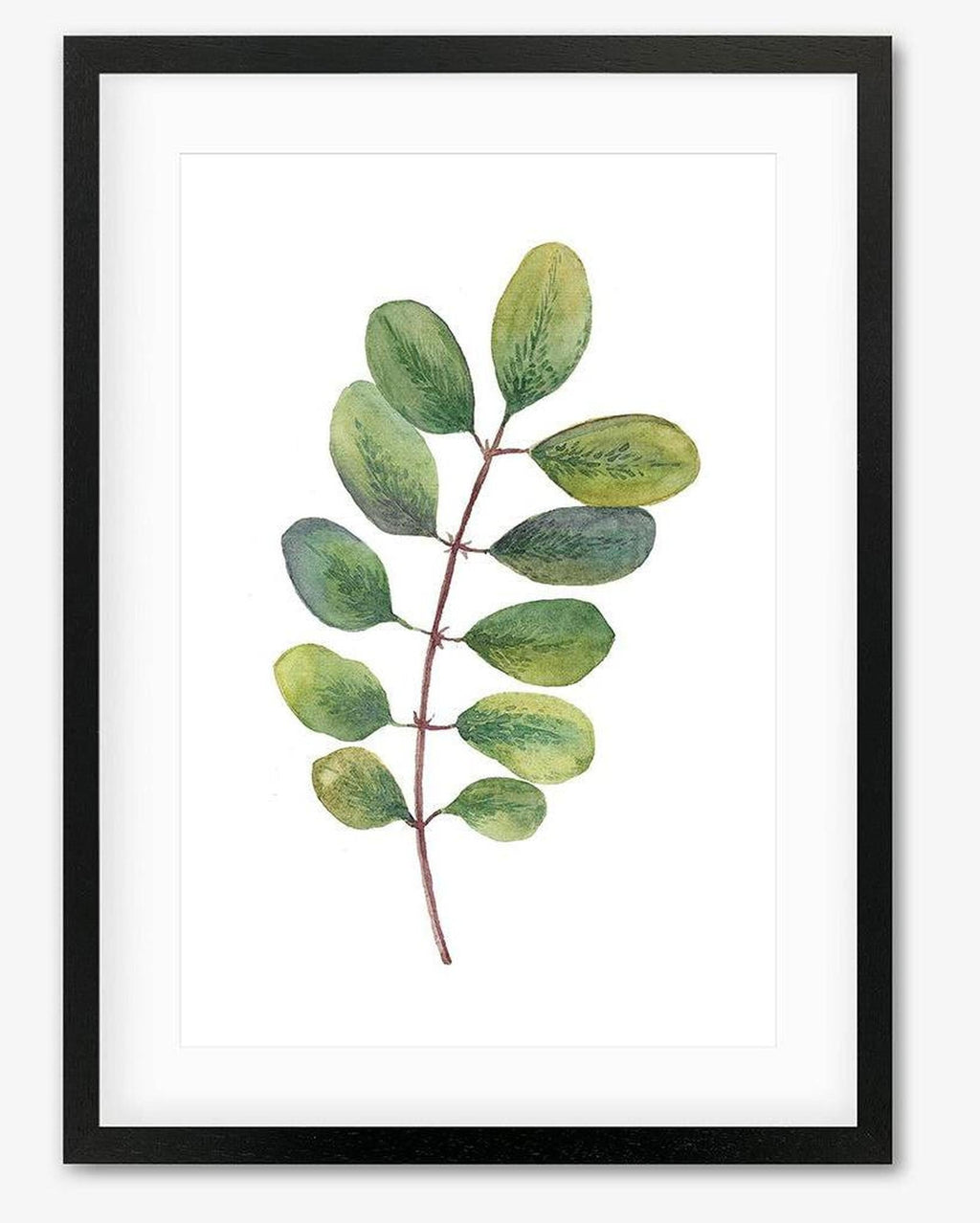 Acacia Watercolour Leaf Art Print