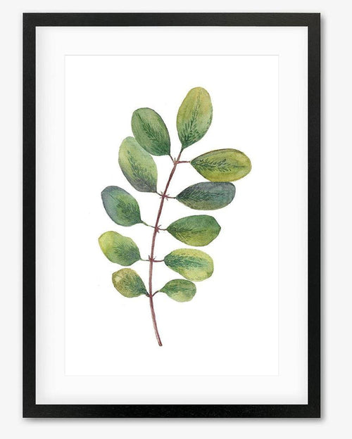 Acacia Watercolour Leaf Art Print