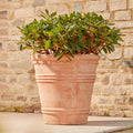 Amara Large | Terracotta Plant Pot