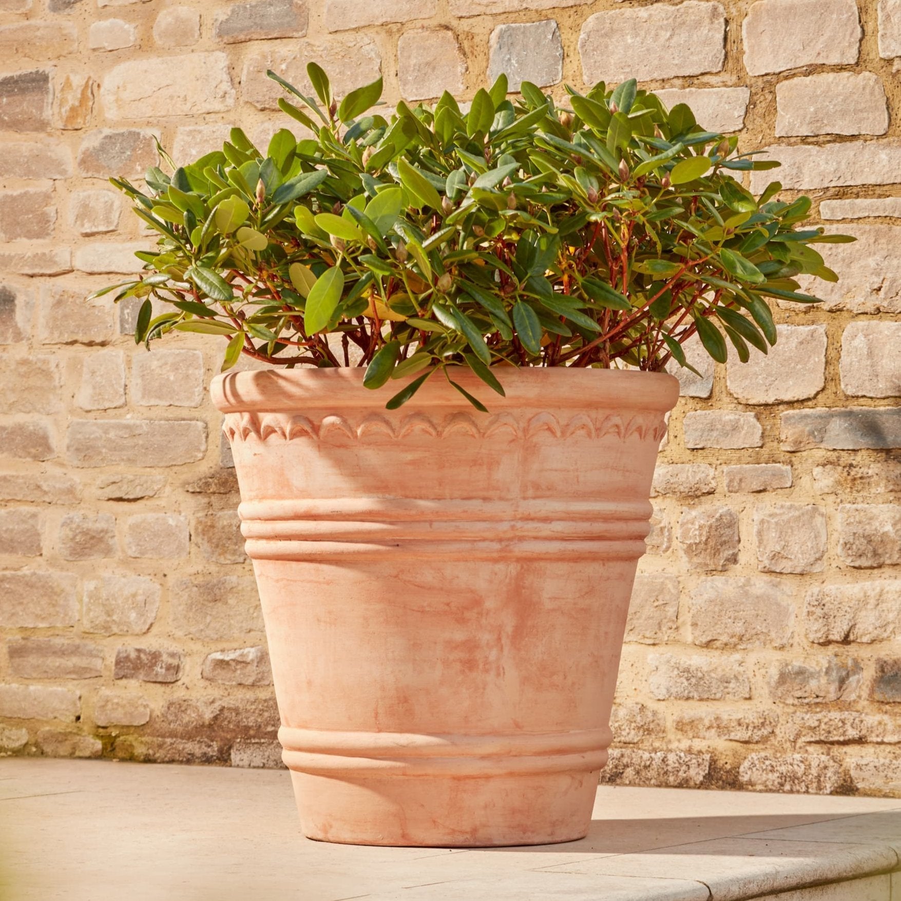 Amara Large | Terracotta Plant Pot