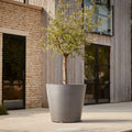 x Ecopots | Large Wheeled Plant Pot
