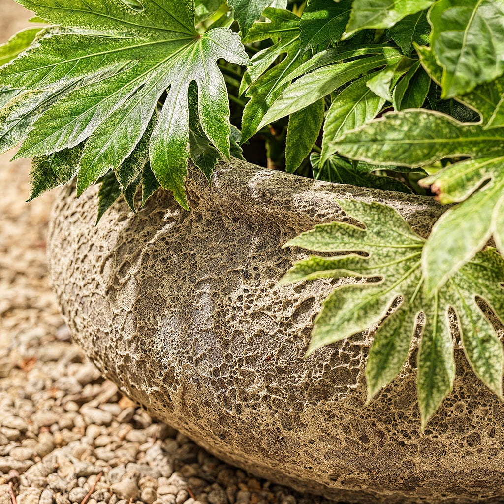 Monet Large Ancient | Bowl Planter