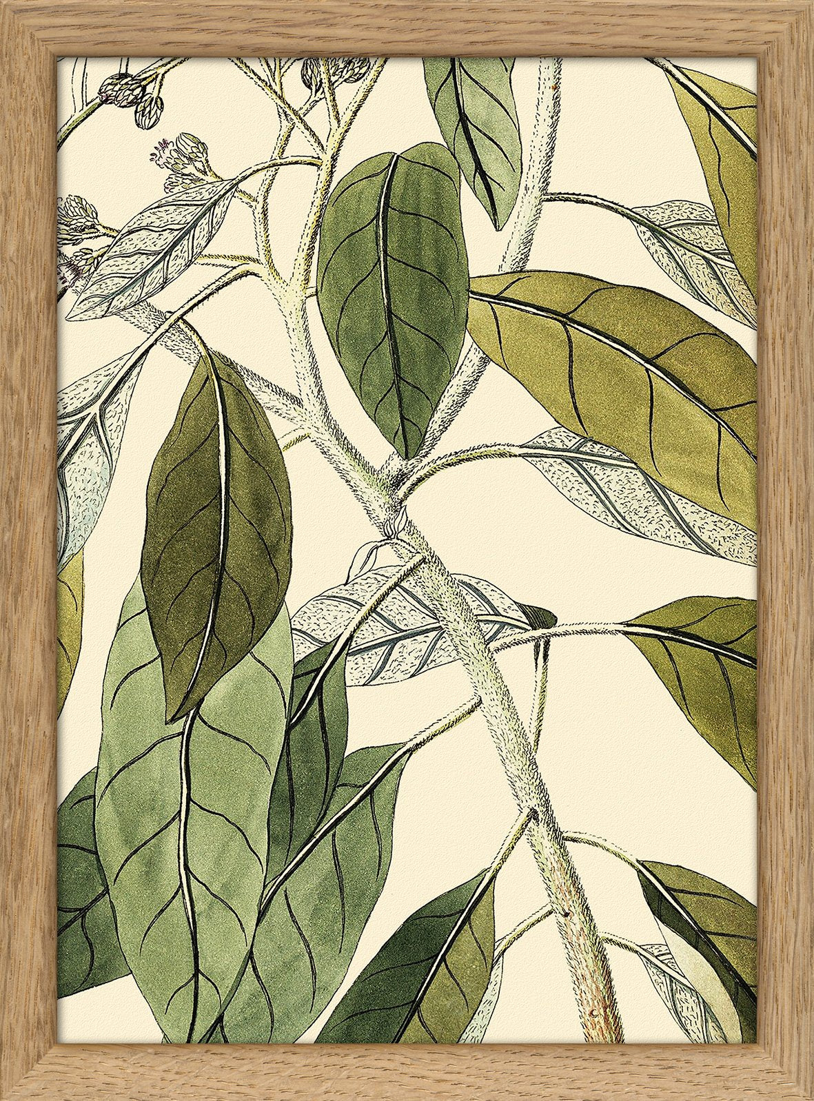 Conyza Carolinensis Close Up. Mini Print