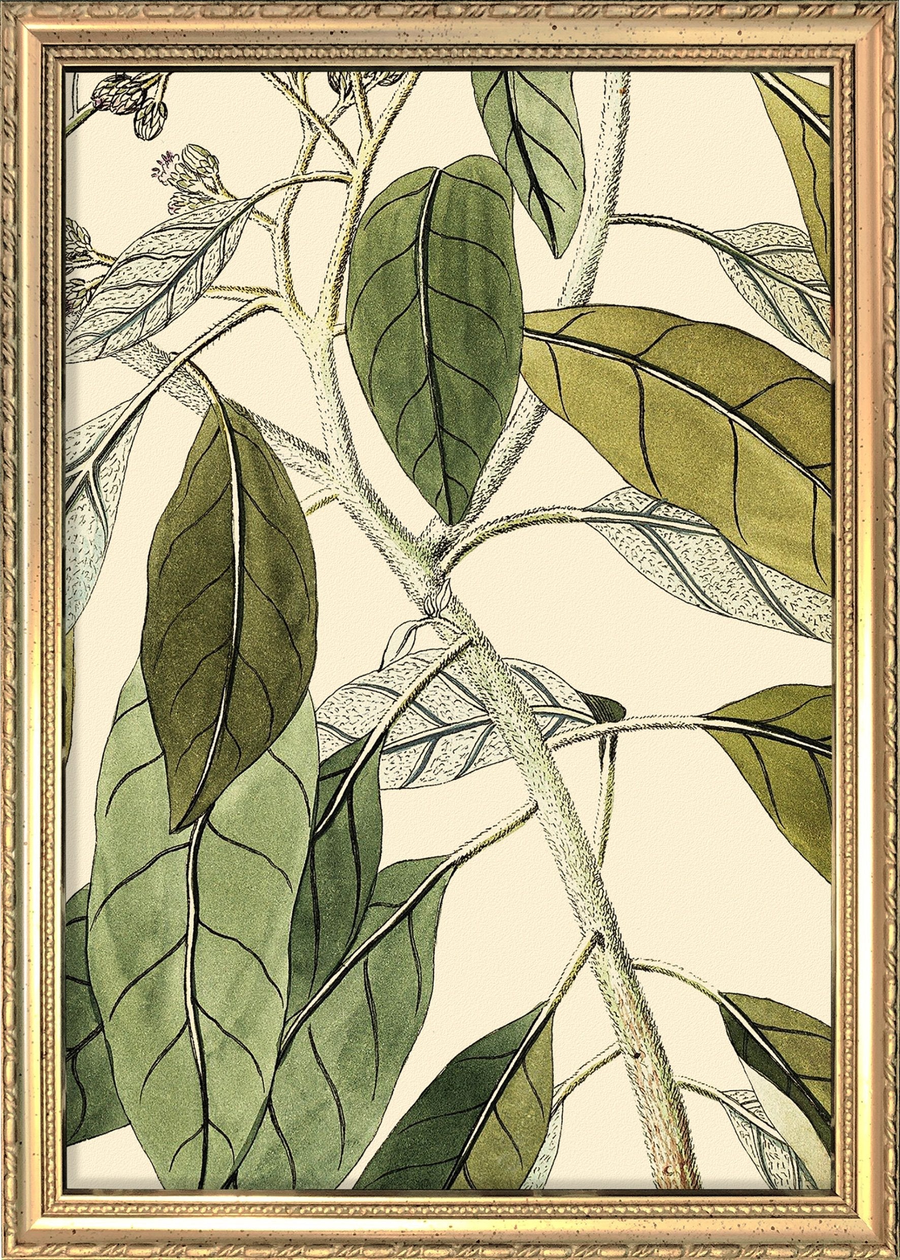 Conyza Carolinensis Close Up. Mini Print