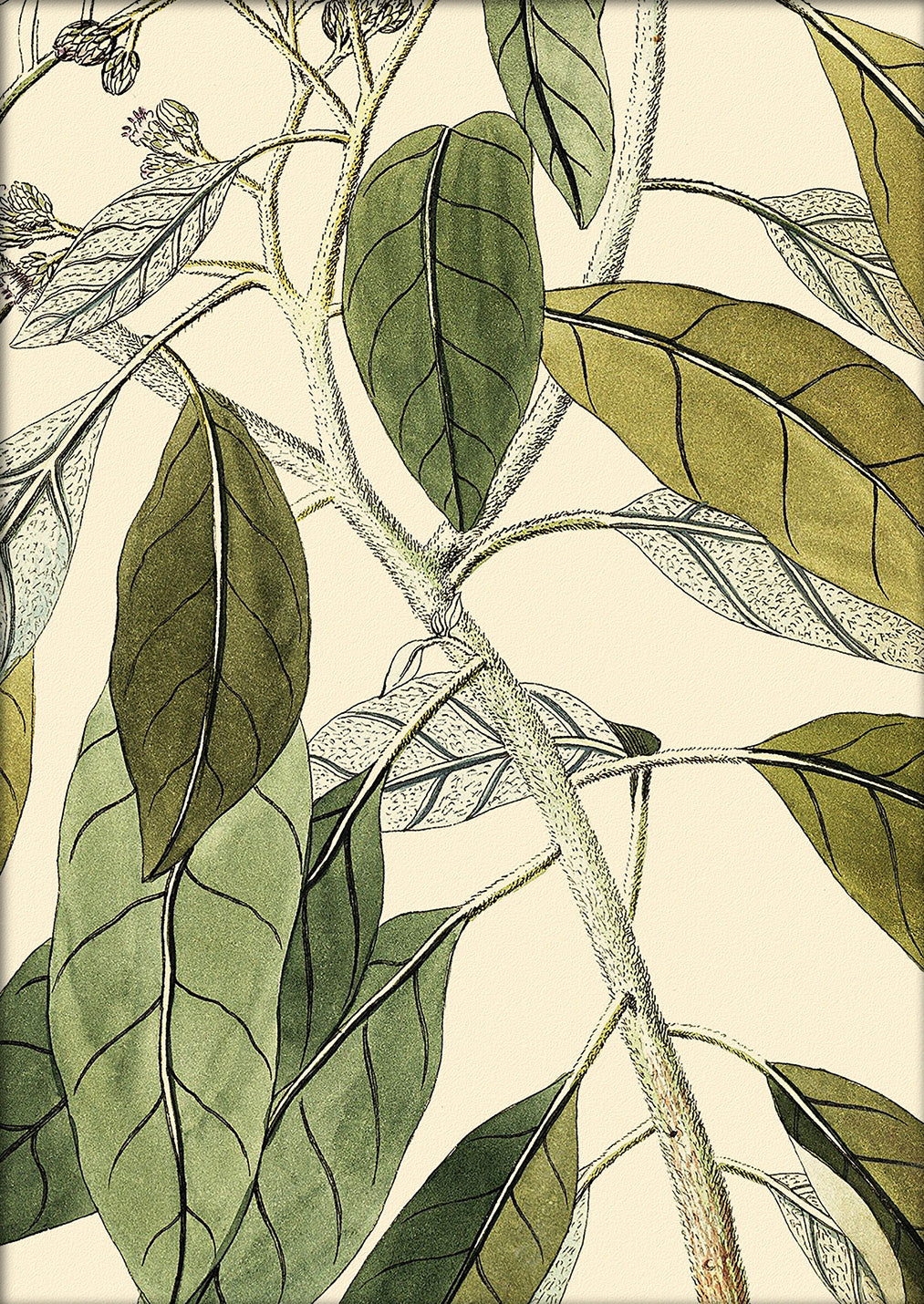 Conyza Carolinensis Close Up. Mini Print
