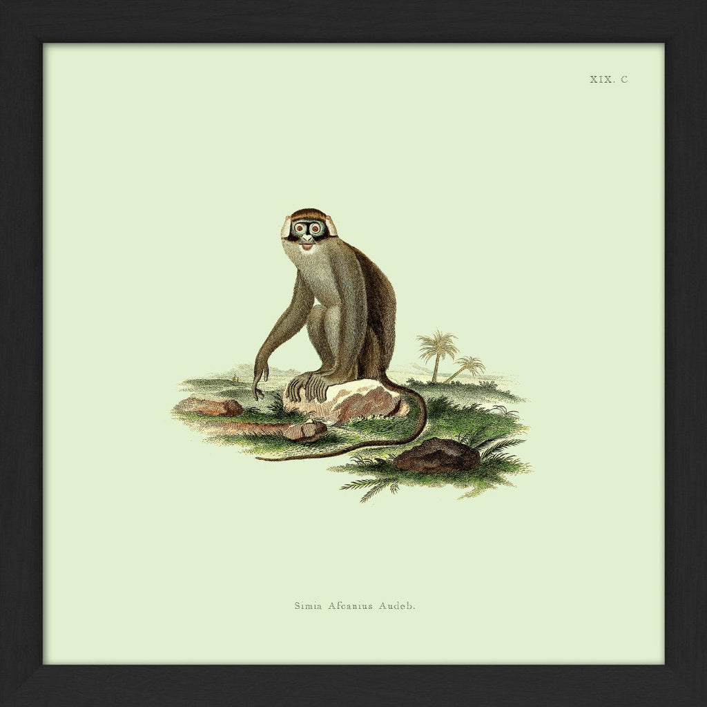 Monkey no 2