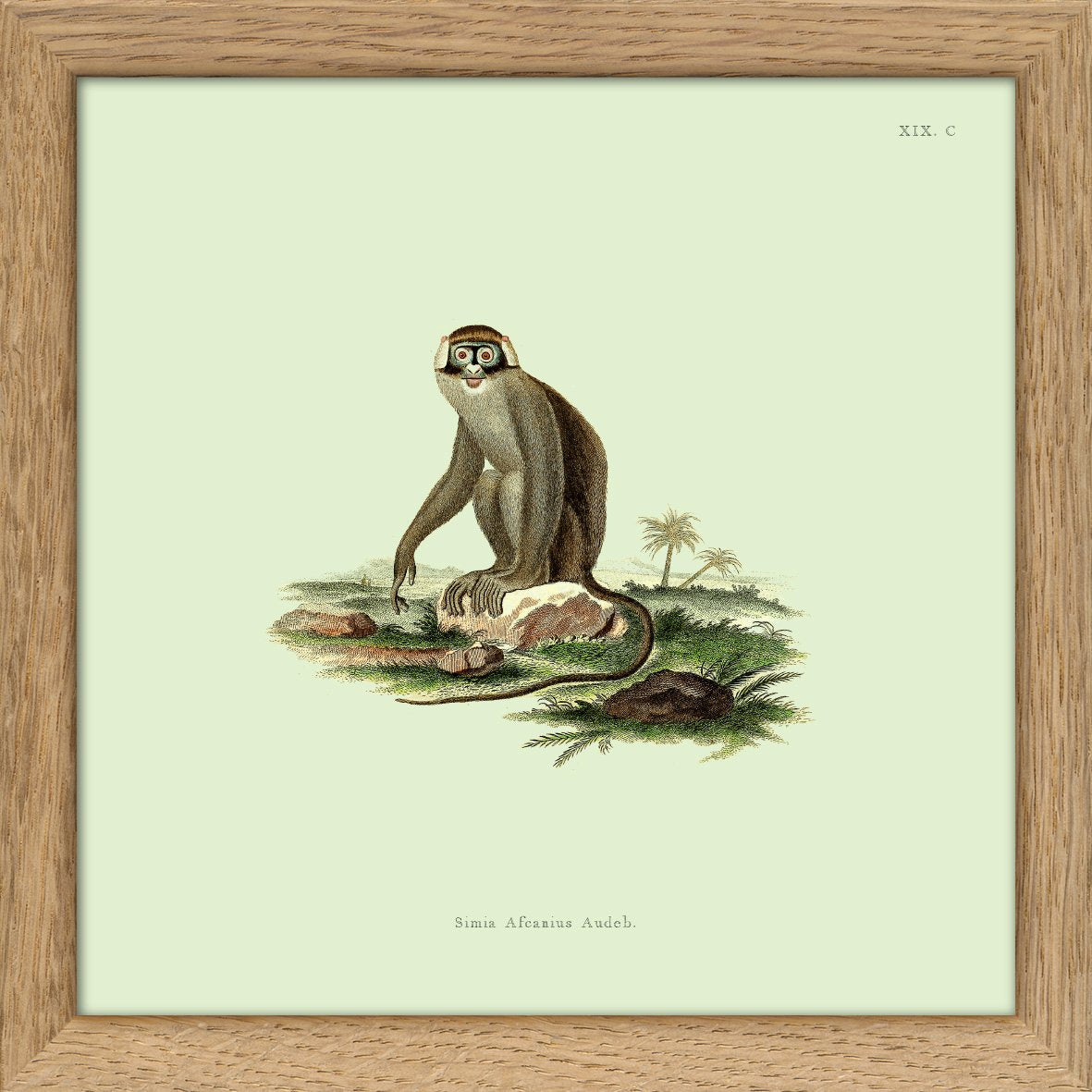 Monkey no 2