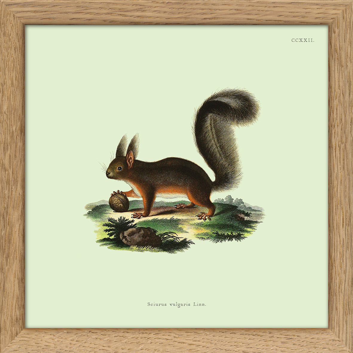 Squirrel