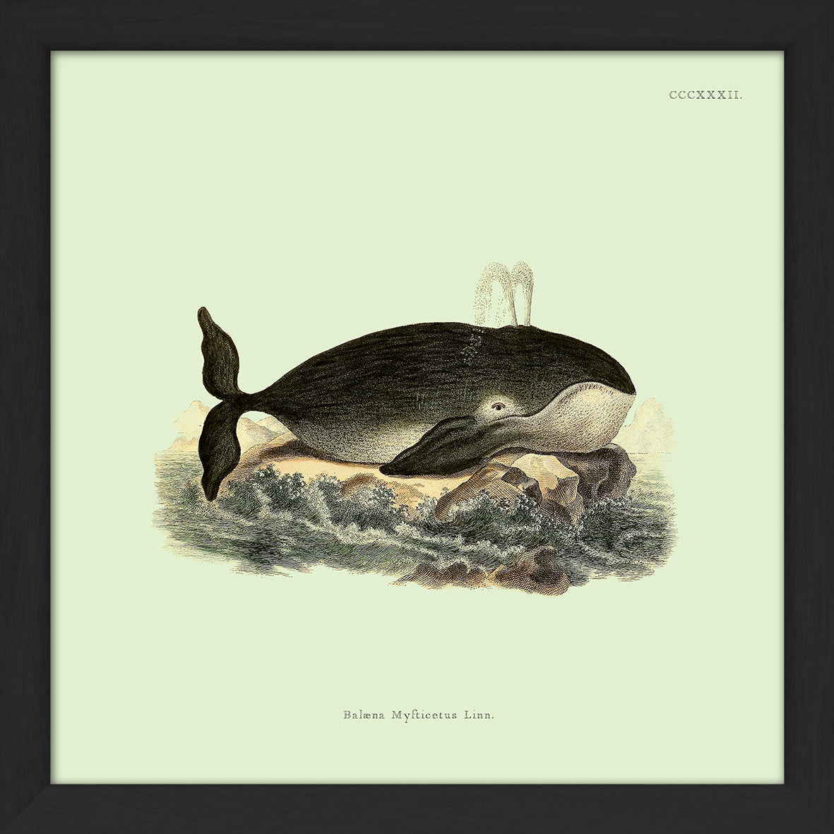 Whale