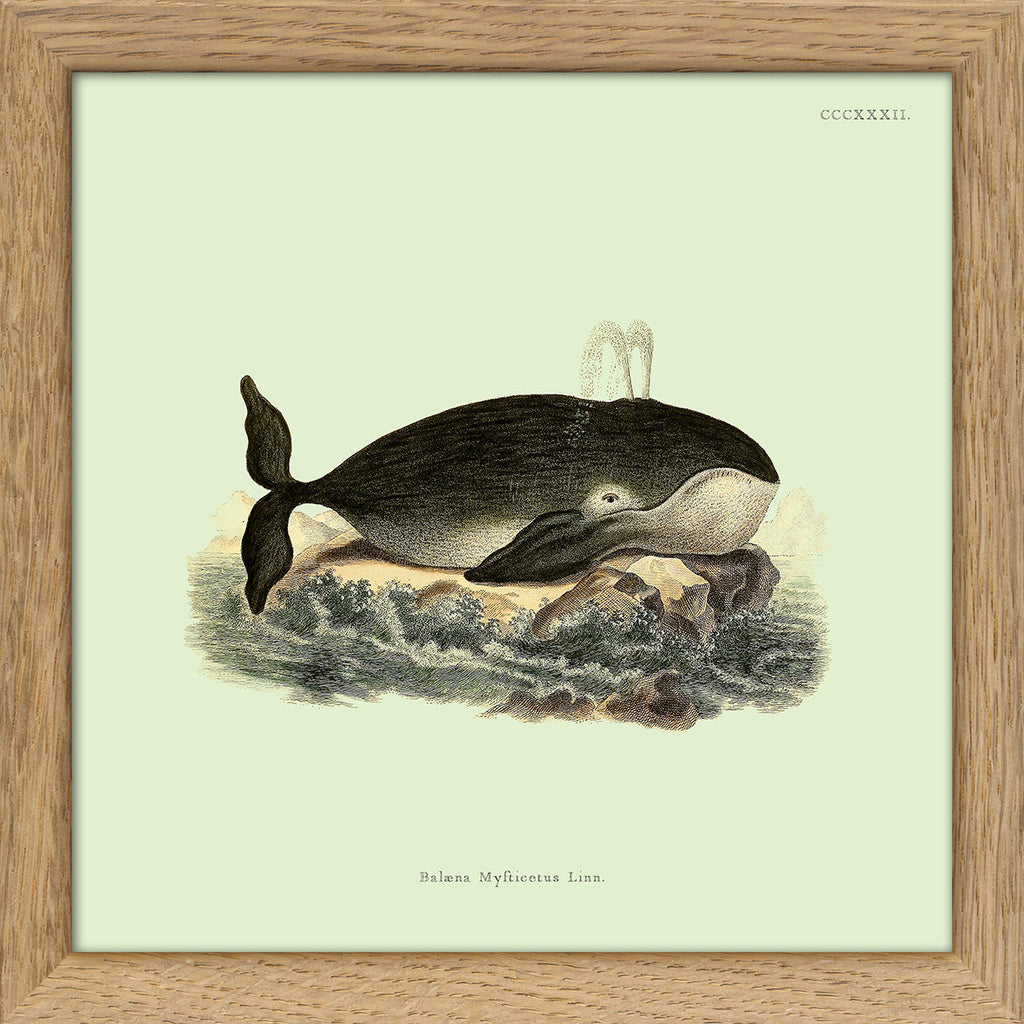 Whale