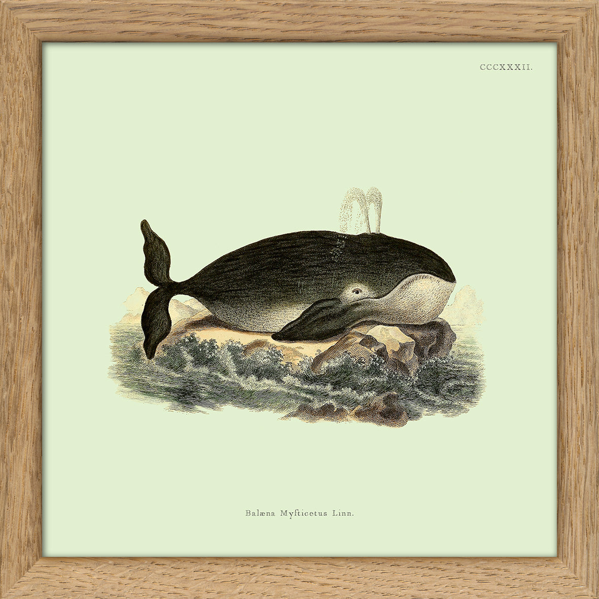 Whale