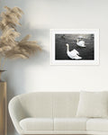 The Swan Lake Art Print