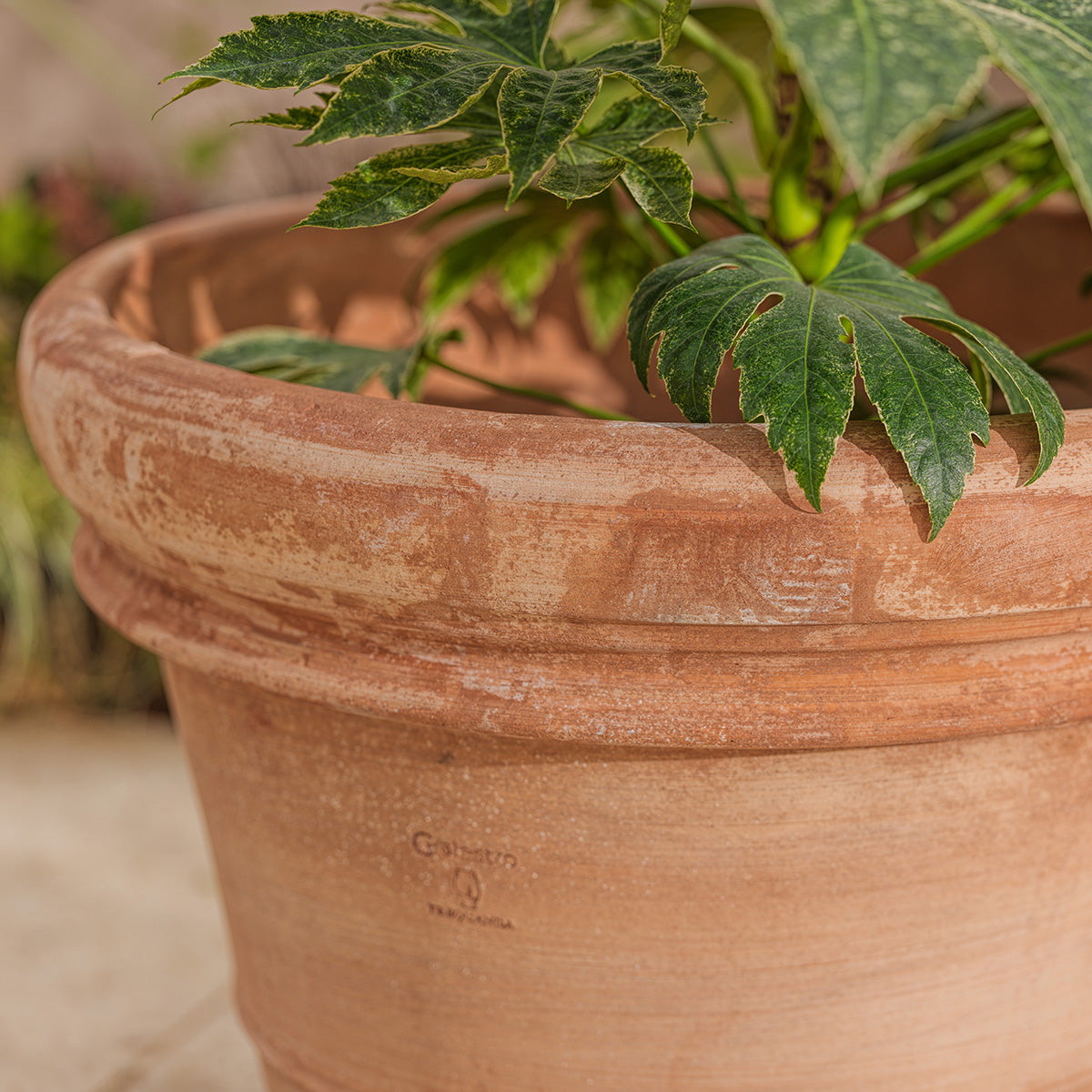 Venice Large | Italian Terracotta Plant Pot