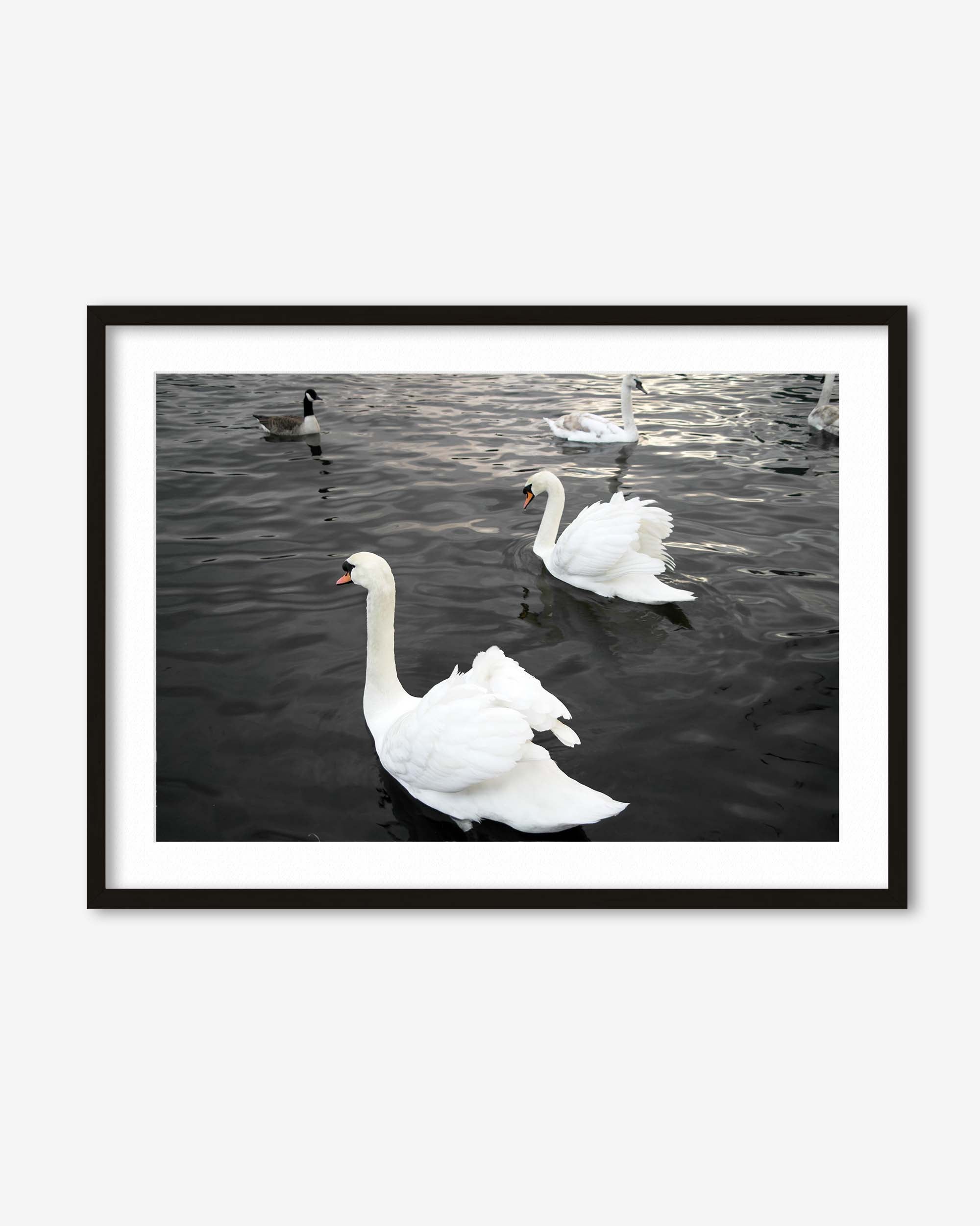 The Swan Lake Art Print