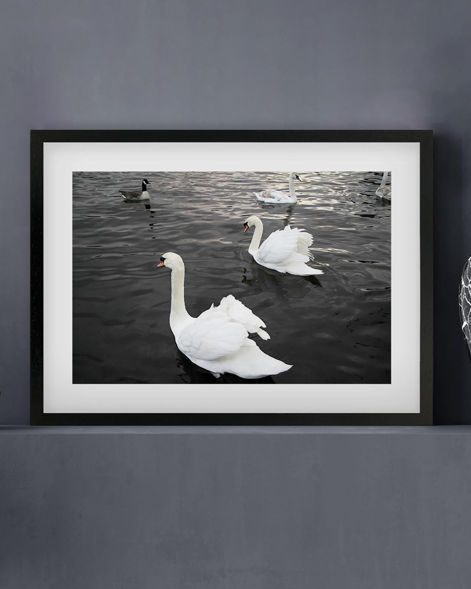 The Swan Lake Art Print