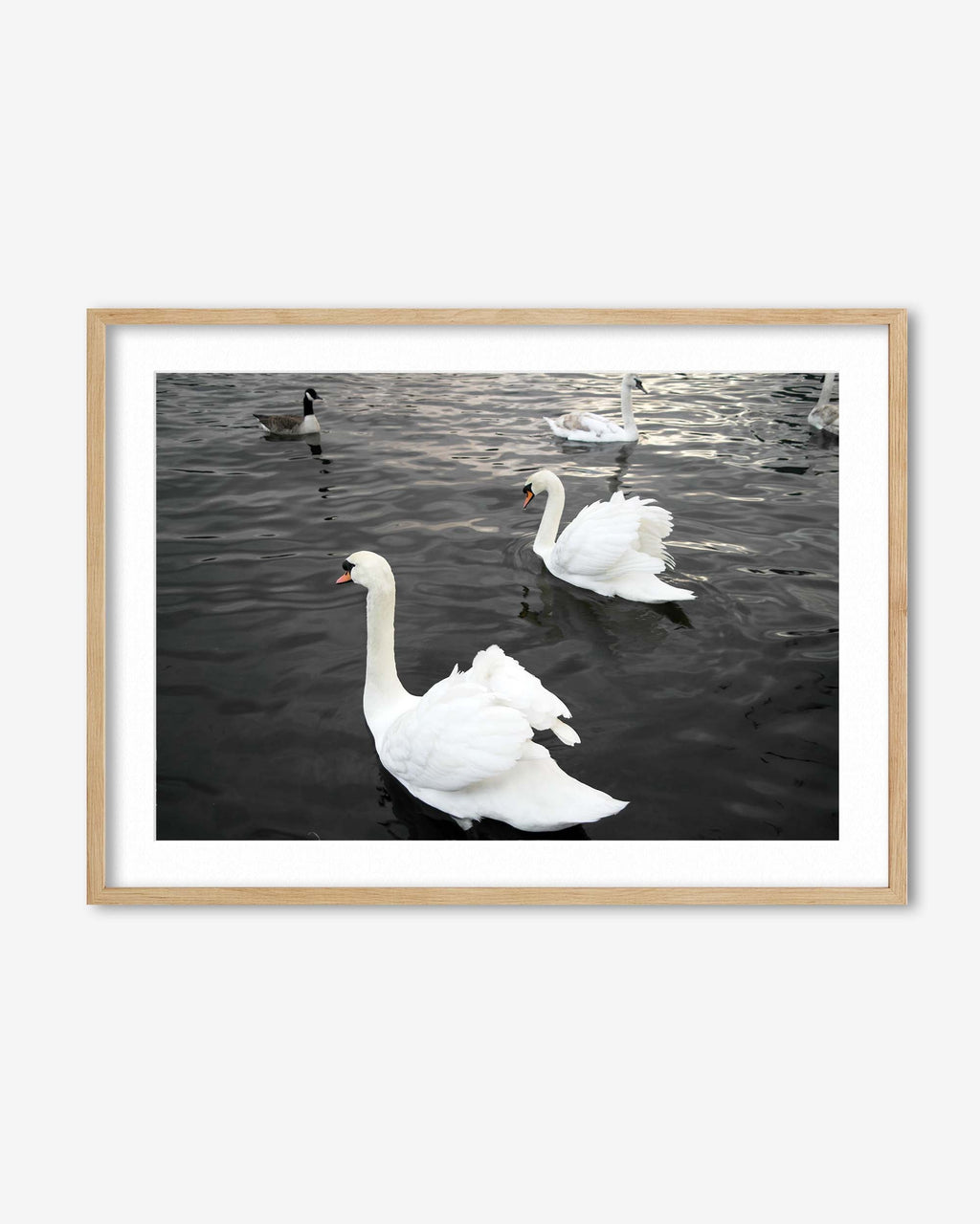 The Swan Lake Art Print