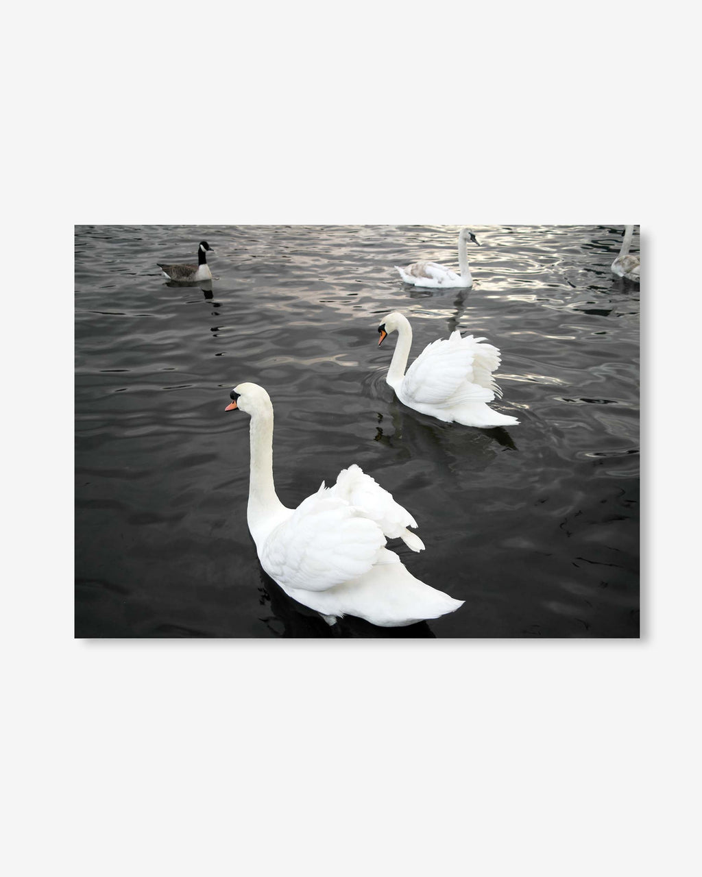 The Swan Lake Art Print